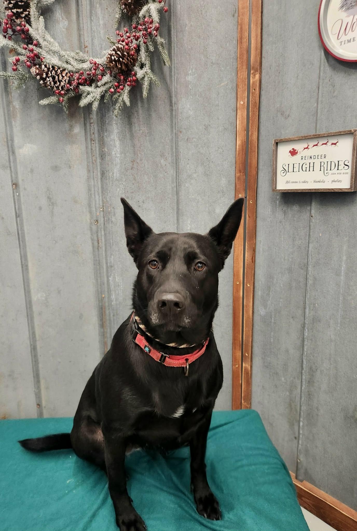 Penny, a Adoptable Labrador Retriever in Detroit Lakes, MN image 2/3