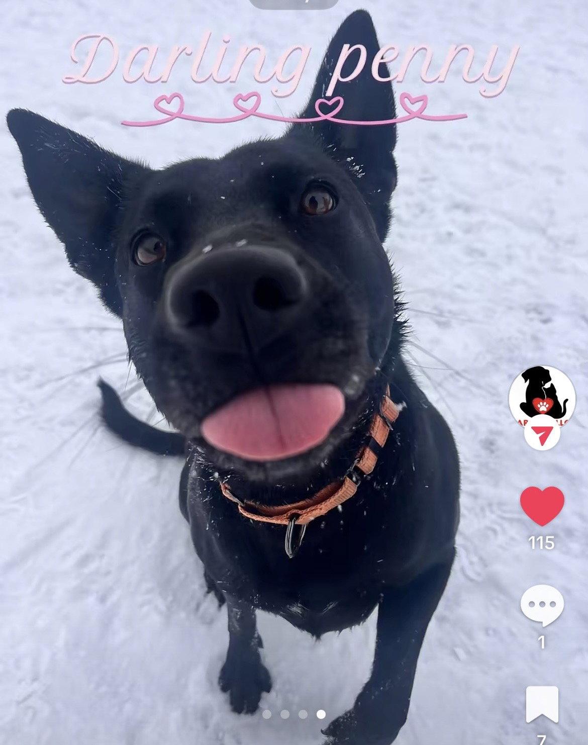 Enlarge Penny, a Adoptable Labrador Retriever in Detroit Lakes, MN image 3/3