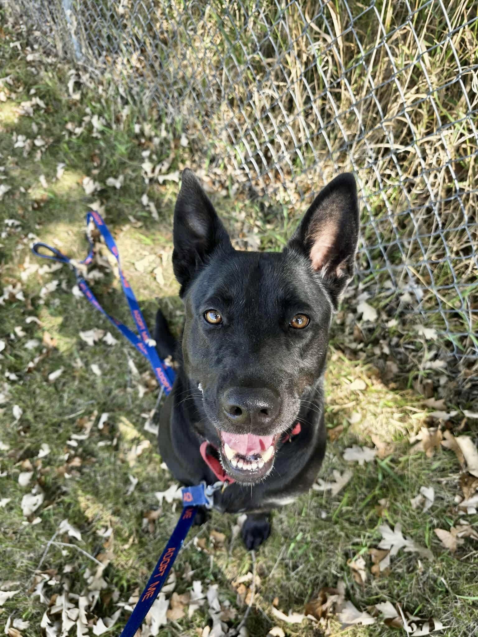 Enlarge Penny, a Adoptable Labrador Retriever in Detroit Lakes, MN image 2/3