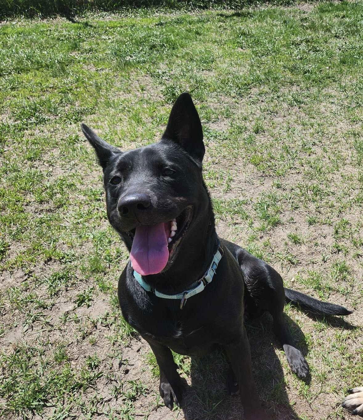Penny, a Adoptable Labrador Retriever in Detroit Lakes, MN image 3/3