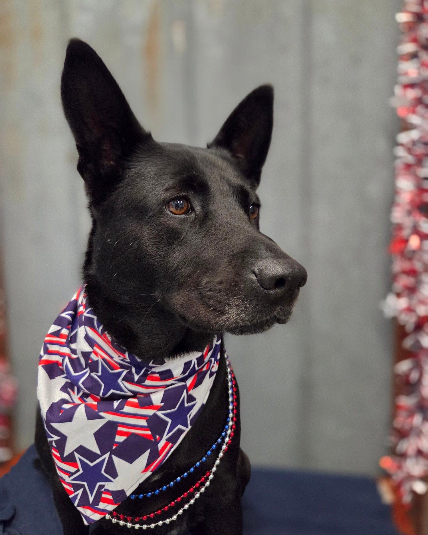 Enlarge Penny, a Adoptable Labrador Retriever in Detroit Lakes, MN image 3/3