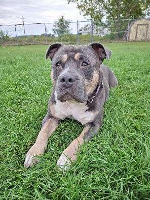 ROSCOE, an adoptable Pit Bull Terrier in Ironwood, MI, 49938 | Photo Image 1