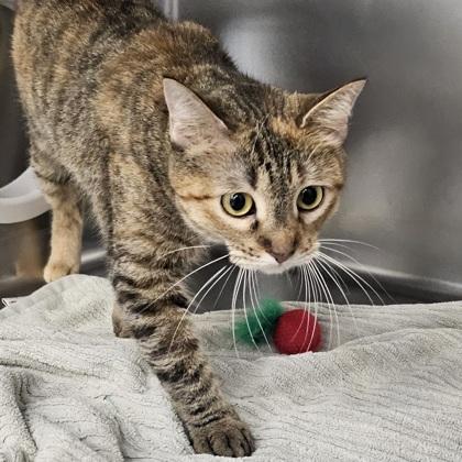 Little Miss Muffet, Adoptable, Adult Female Domestic Short Hair & Domestic Short Hair.