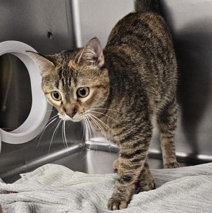 Enlarge Little Miss Muffet, a Adoptable mixed breed in Scotia, NY image 2/2