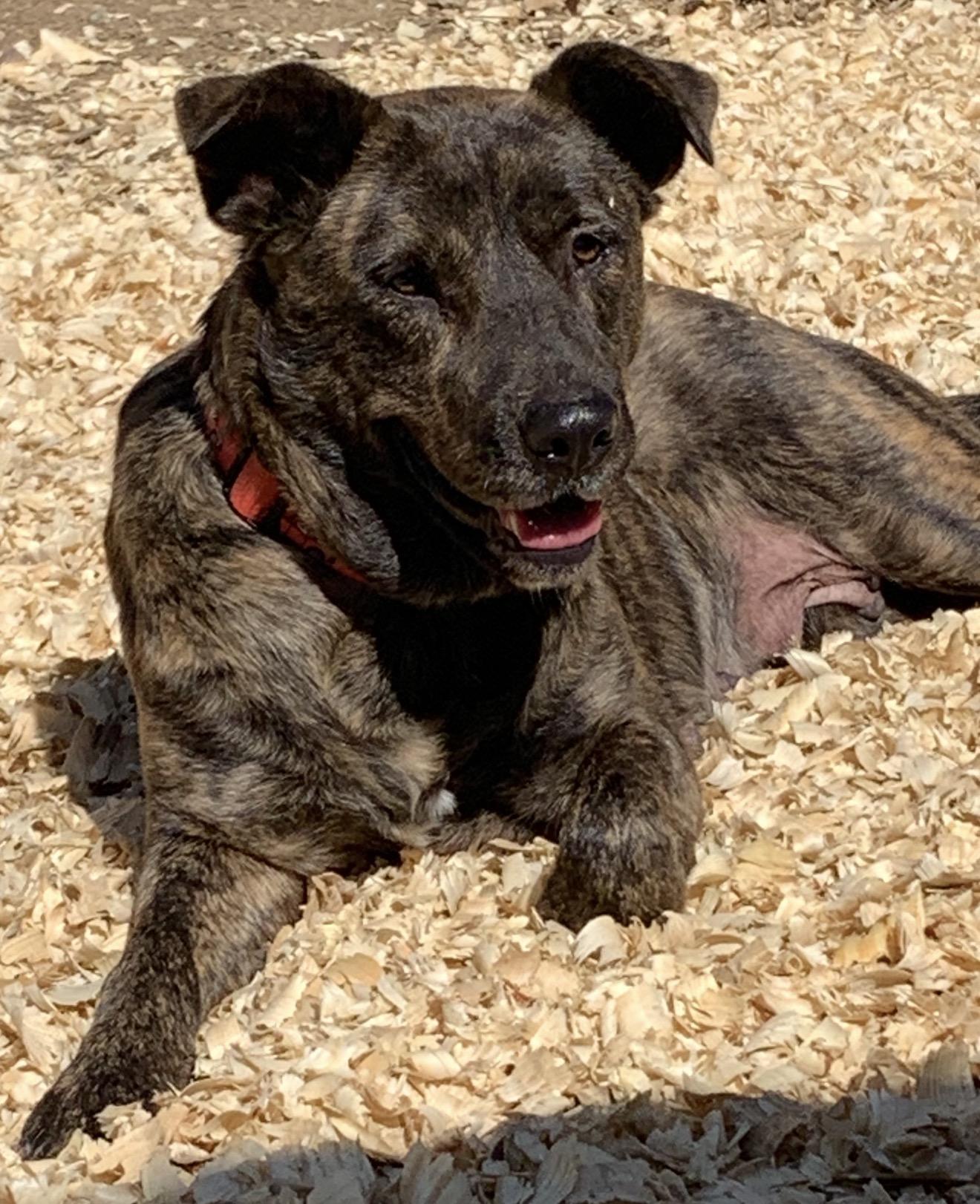 Enlarge Mable, a Adoptable mixed breed in Newport, RI image 5/5