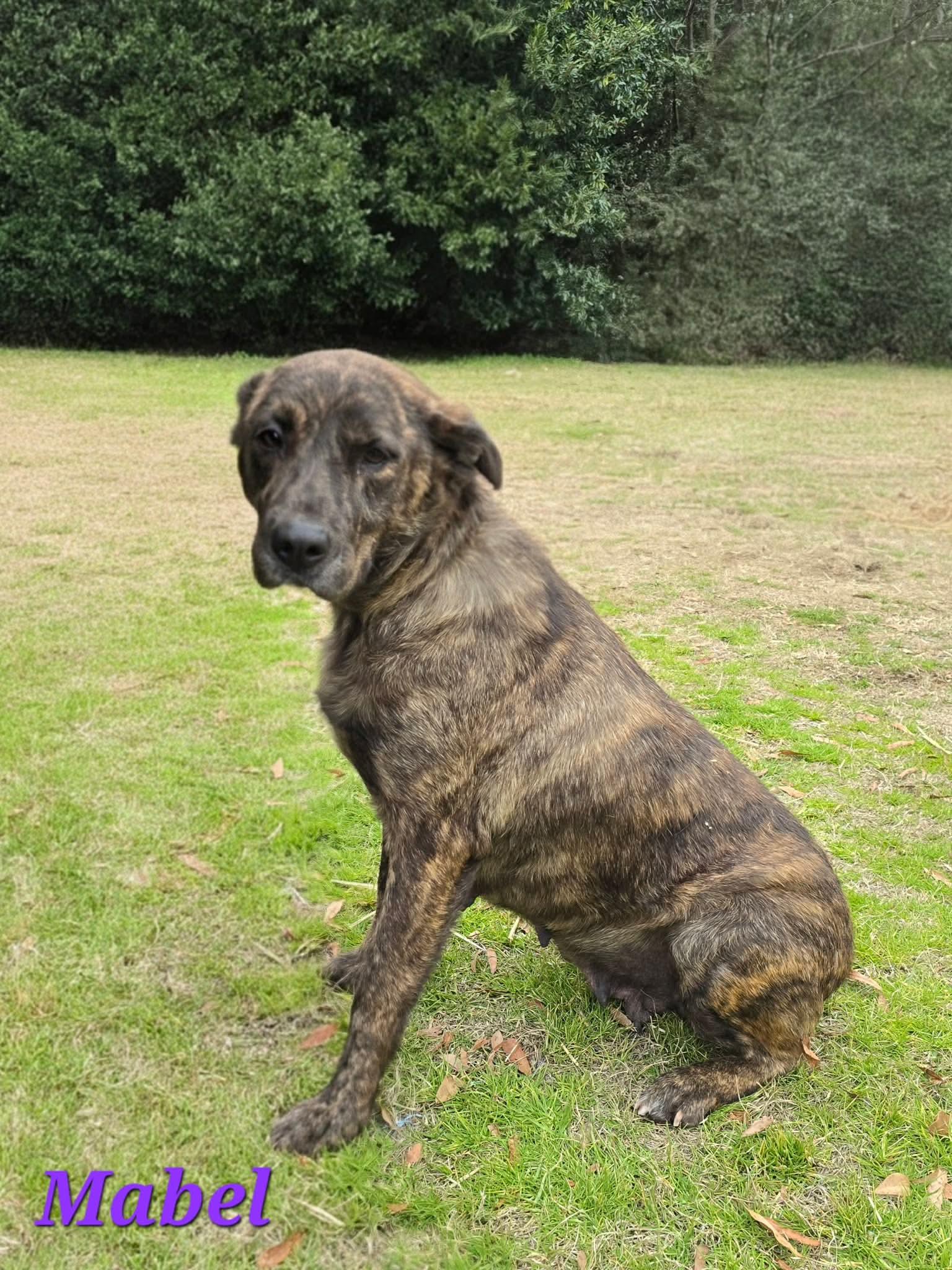 Enlarge Mable, a Adoptable mixed breed in Newport, RI image 3/5
