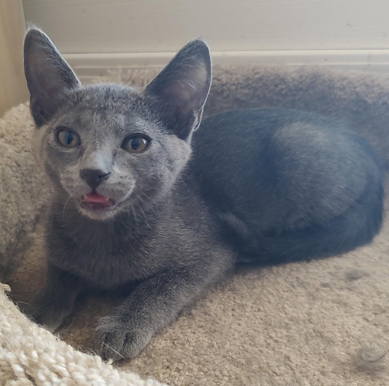 Misty, Adopted, Young Female Domestic Short Hair.