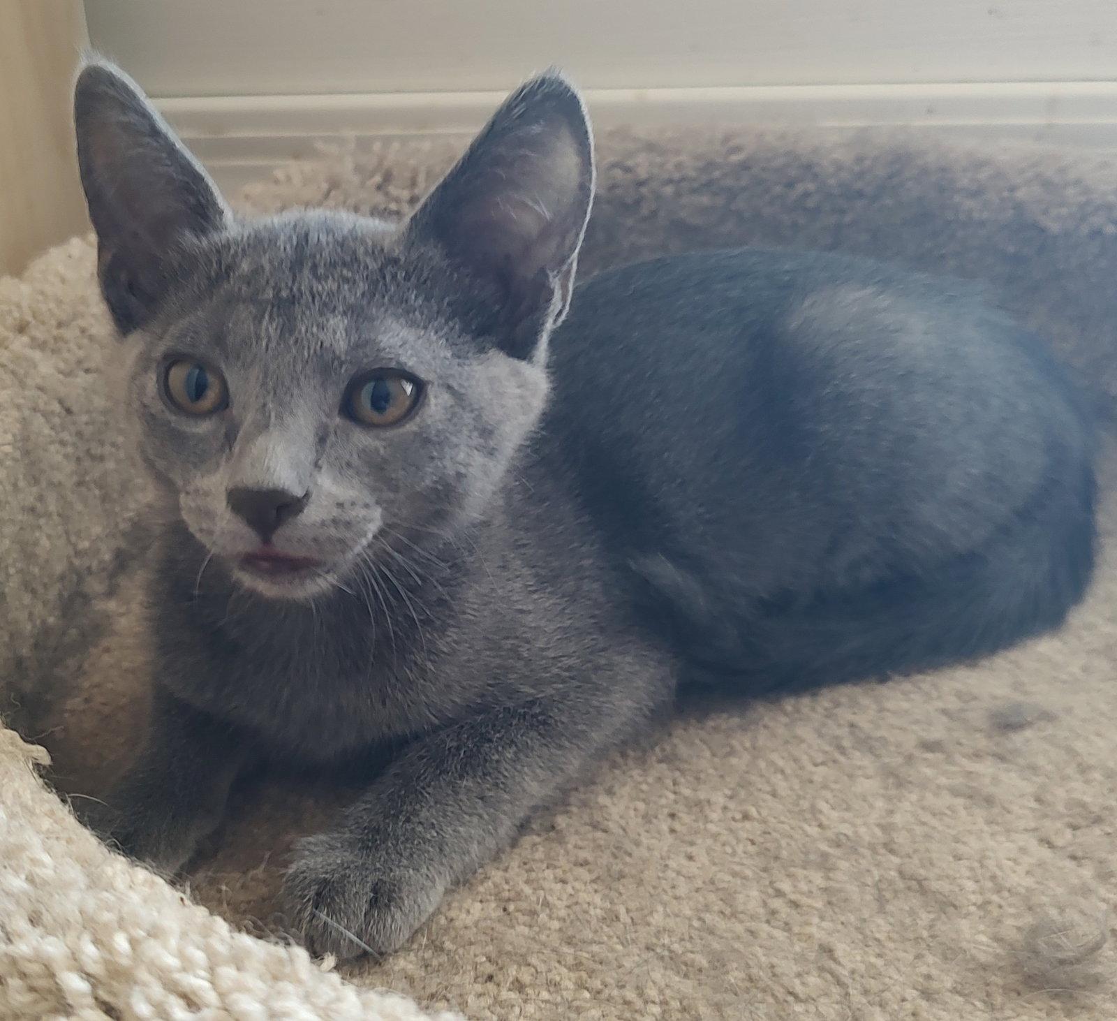 Misty, a Adopted Domestic Short Hair in Phoenix, AZ image 2/2