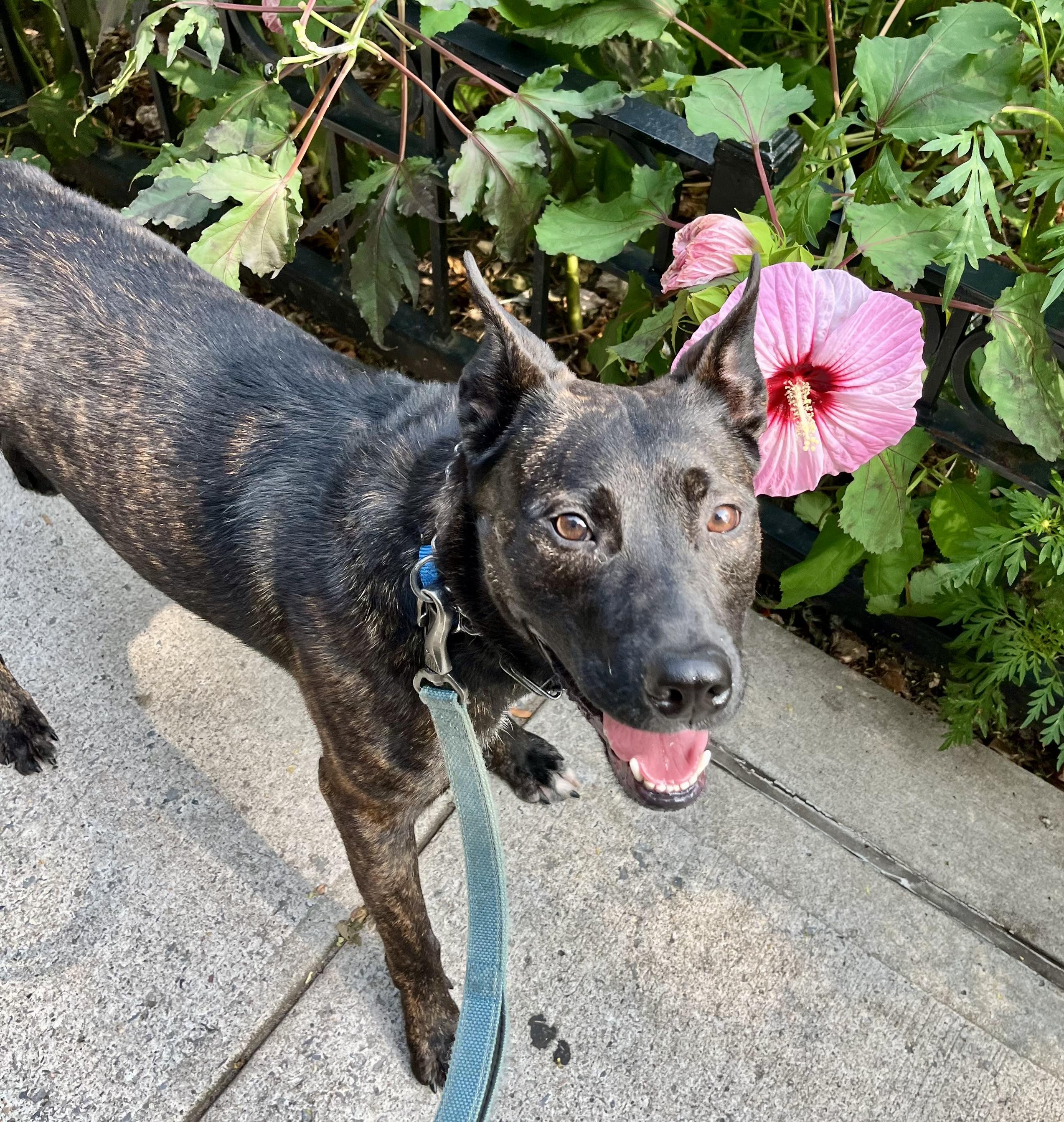 Enlarge Kong, a Adoptable Dutch Shepherd in New Rochelle, NY image 1/3