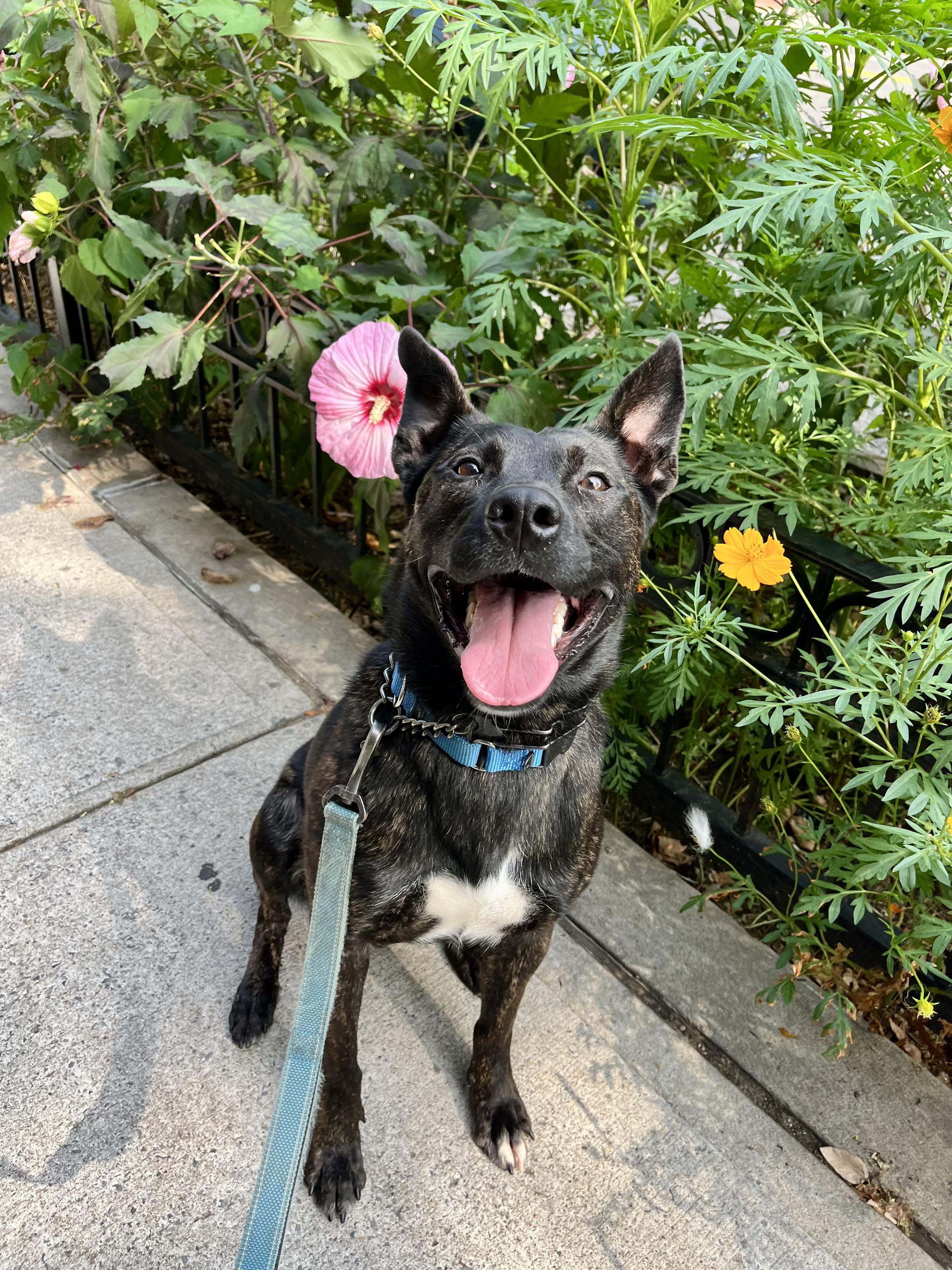 Enlarge Kong, a Adoptable Dutch Shepherd in New Rochelle, NY image 2/3