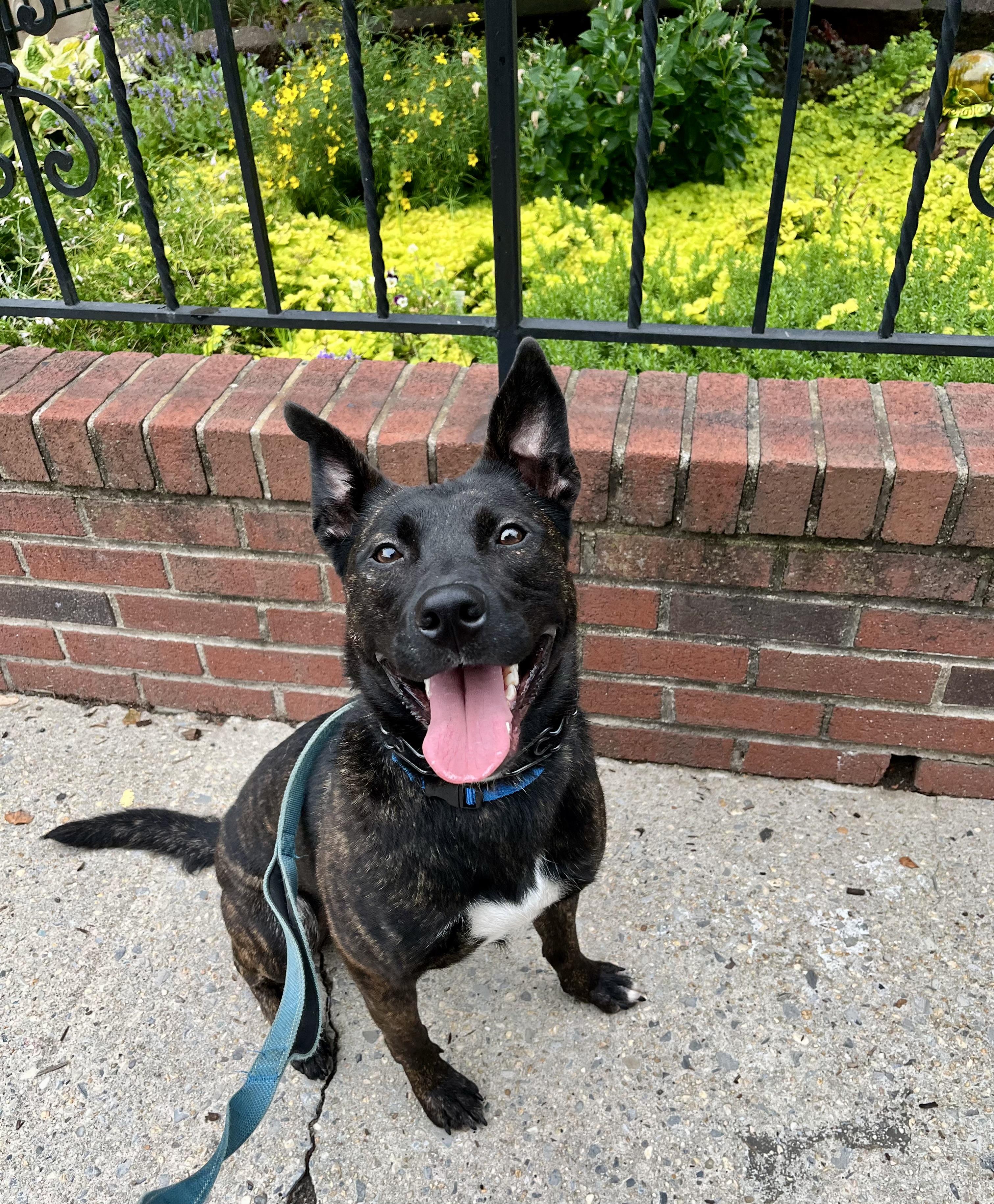 Enlarge Kong, a Adoptable Dutch Shepherd in New Rochelle, NY image 3/3