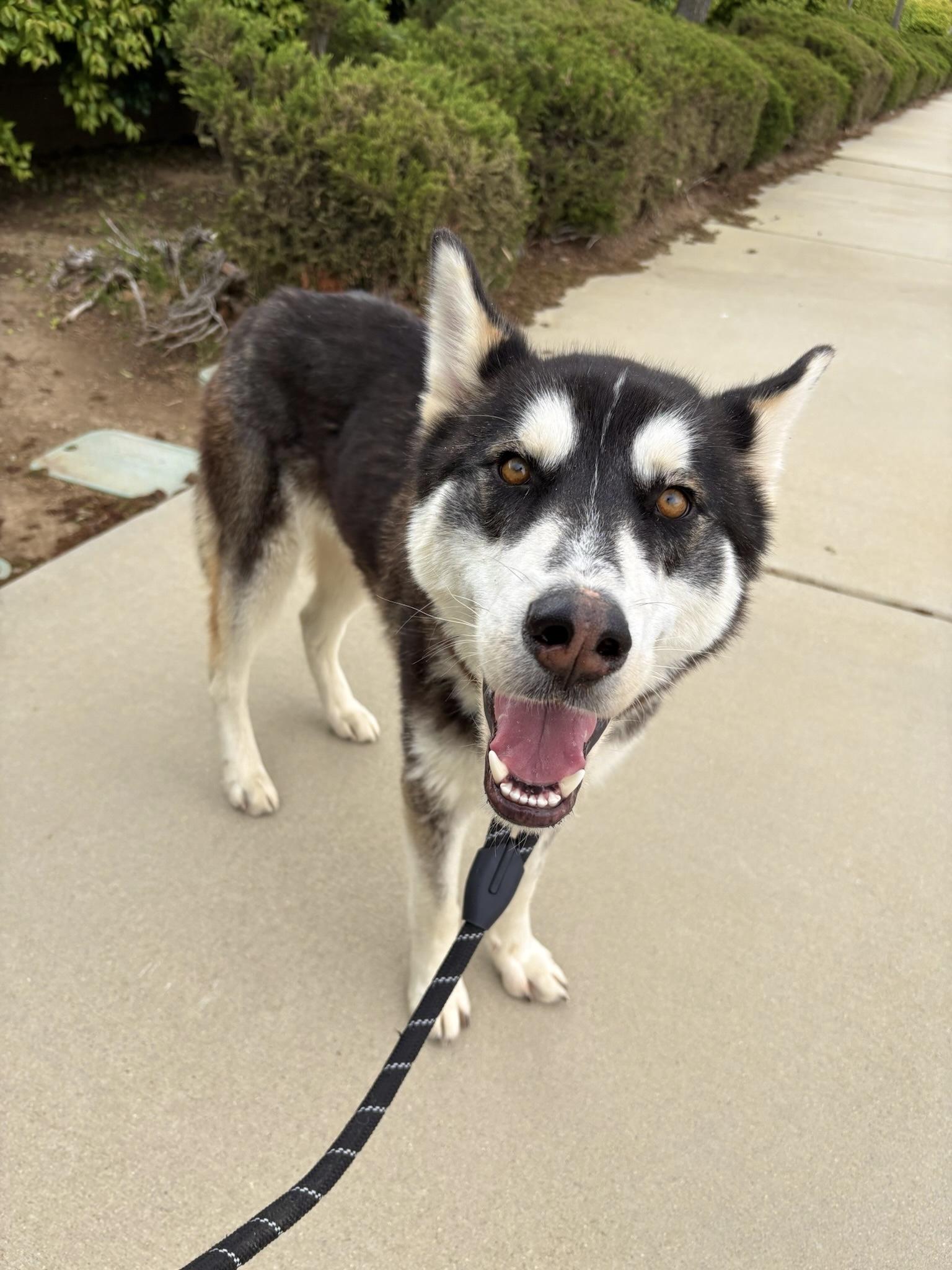 Enlarge Pepper, a Adoptable Husky in Lancaster, CA image 6/6