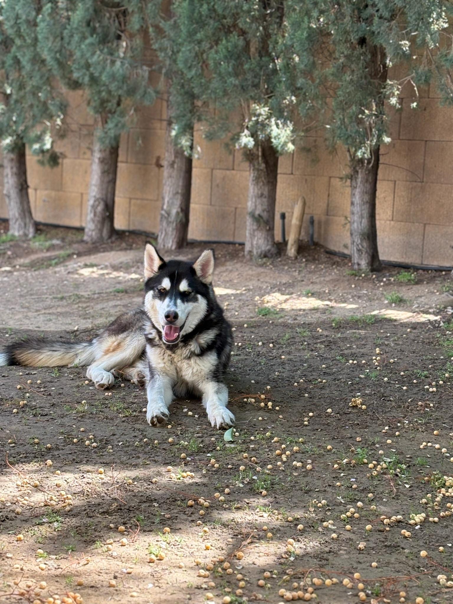 Enlarge Pepper, a Adoptable Husky in Lancaster, CA image 5/6