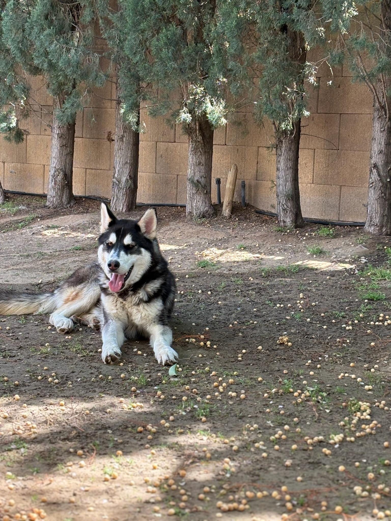 Enlarge Pepper, a Adoptable Husky in Lancaster, CA image 4/6