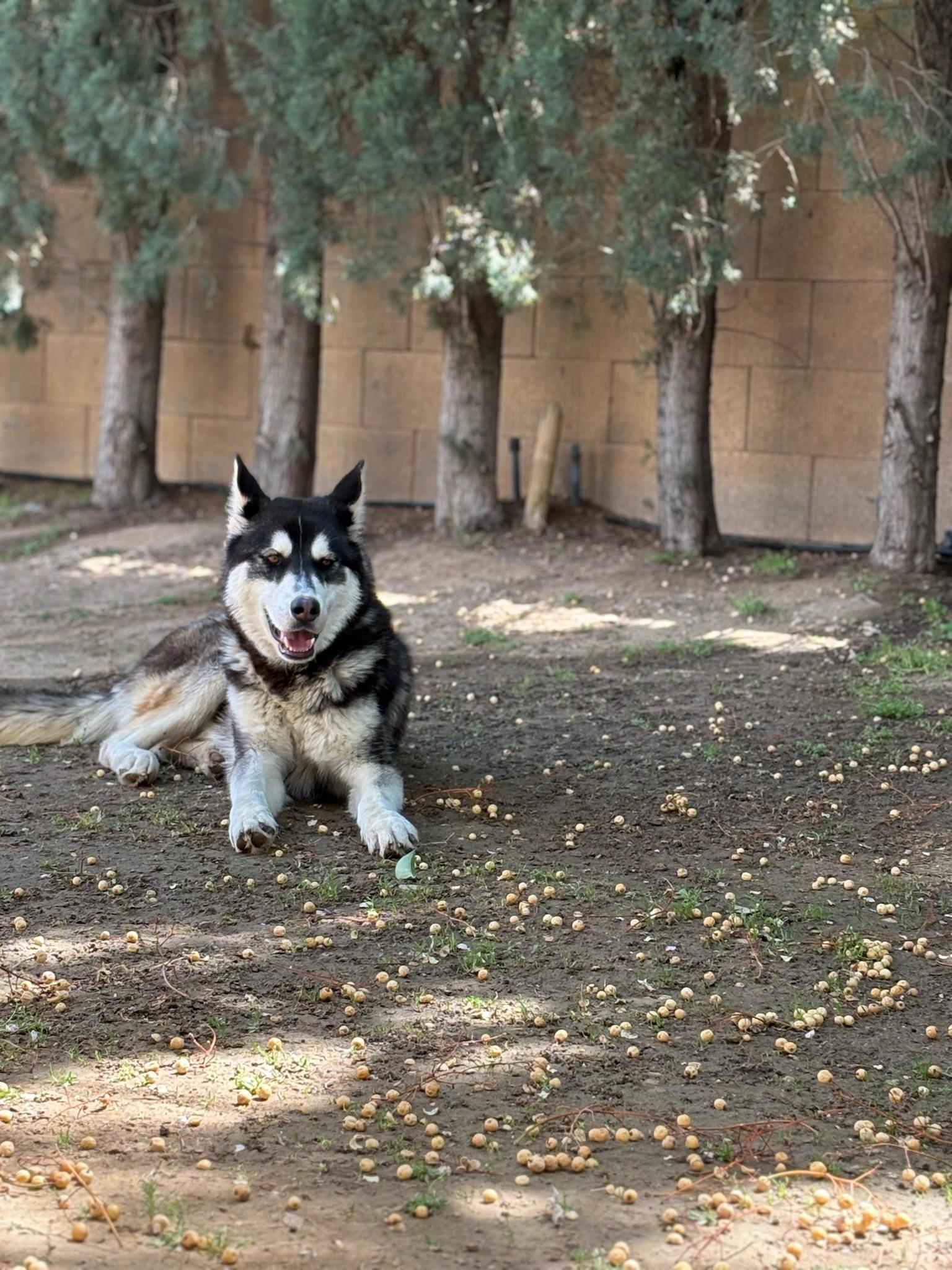 Enlarge Pepper, a Adoptable Husky in Lancaster, CA image 3/6