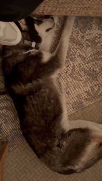 Enlarge Pepper, a Adoptable Husky in Lancaster, CA video 2/6