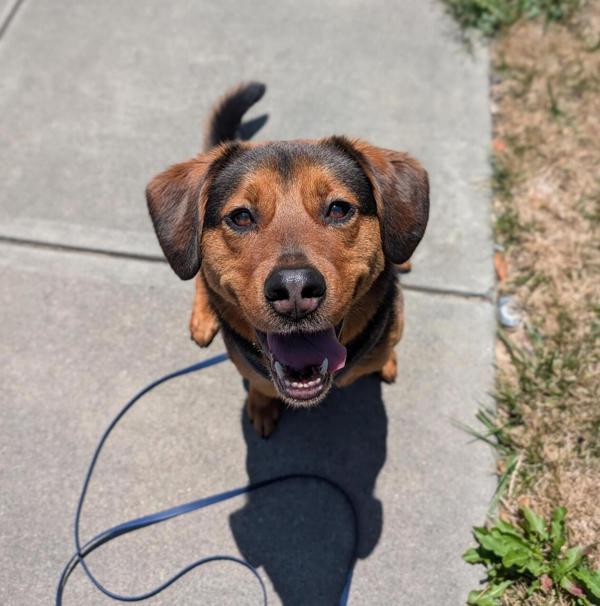 Enlarge Mrs Piggle Wiggle, a Adoptable mixed breed in Santa Rosa, CA image 1/1