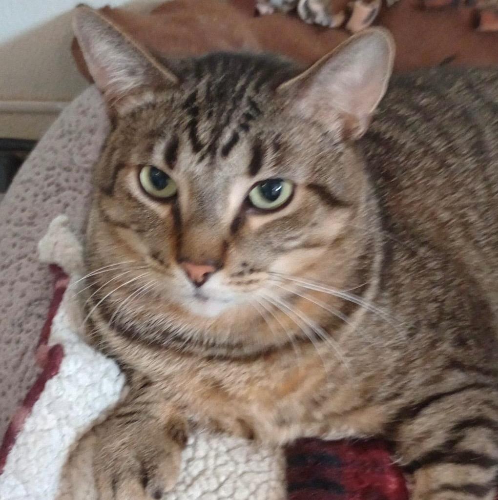 Tristan (Tricia), Adoptable, Adult Male Domestic Short Hair.