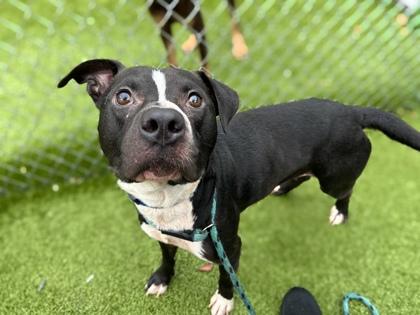 Pudge, Adoptable, Adult Male Terrier & Mixed Breed.