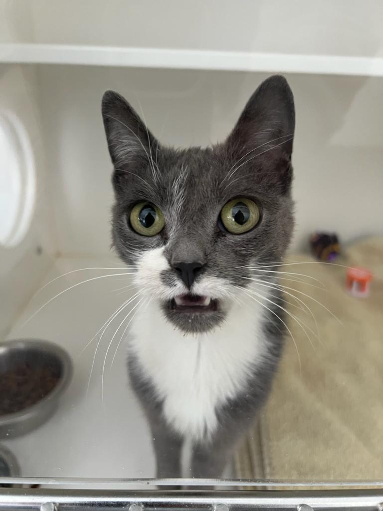 Enlarge Libby, a Adoptable mixed breed in Greenfield, IN image 1/1