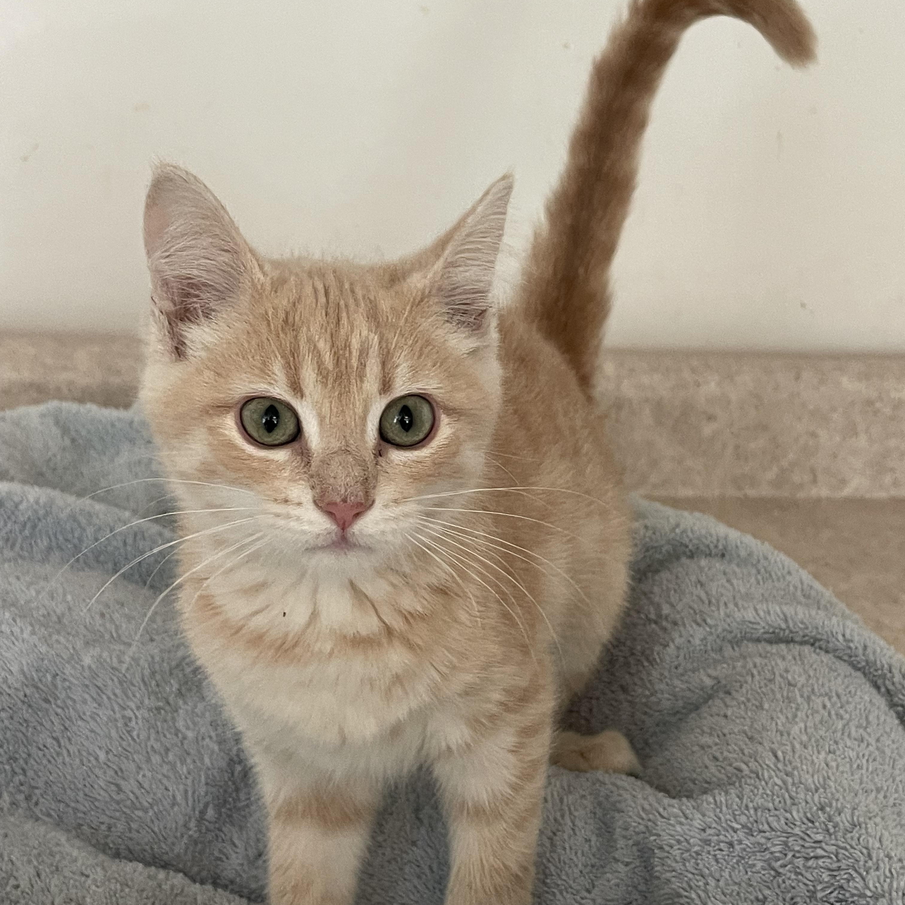 Betty, adopted, Kitten Female Domestic Short Hair.