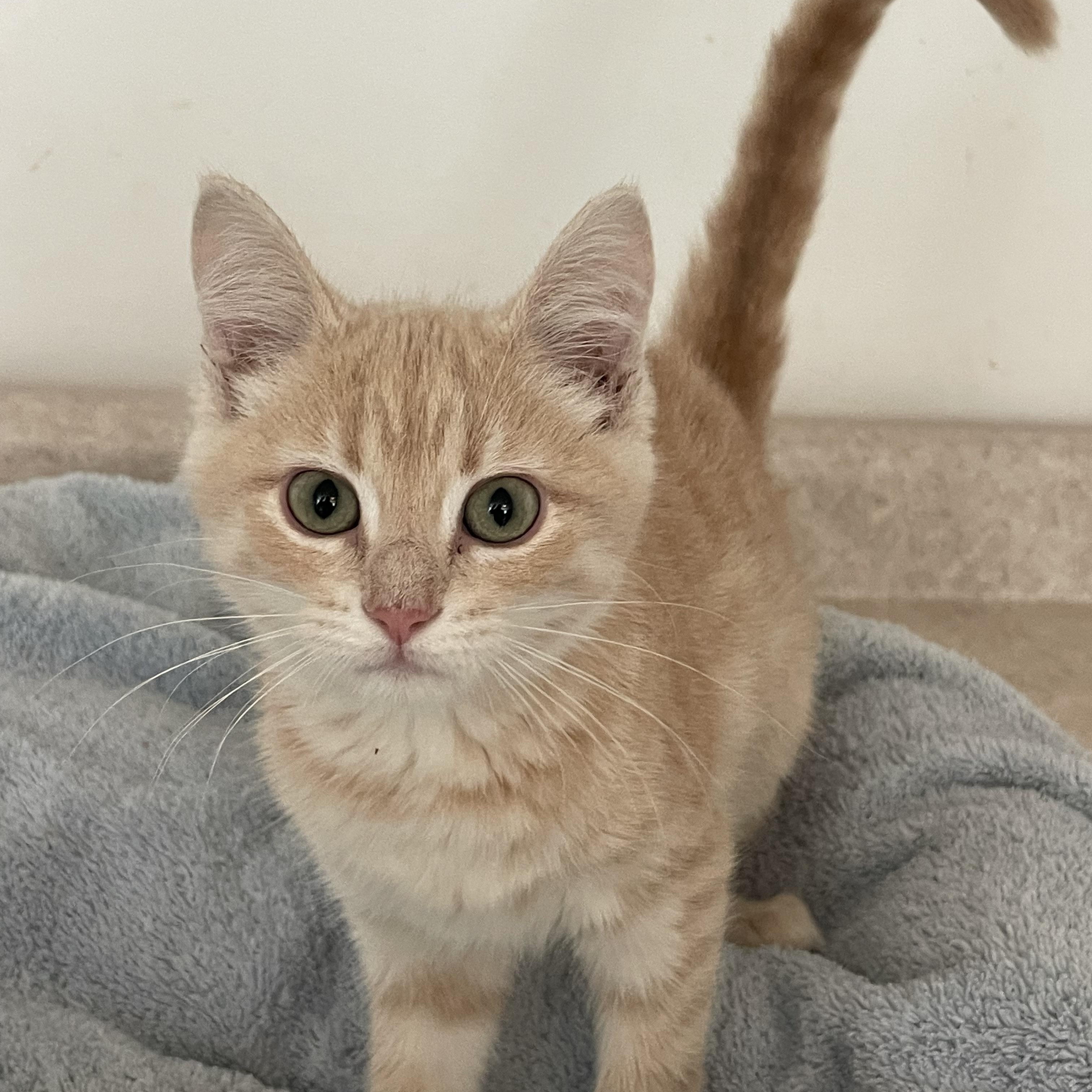Enlarge Betty, an adopted mixed breed in Lacon, IL image 2/2
