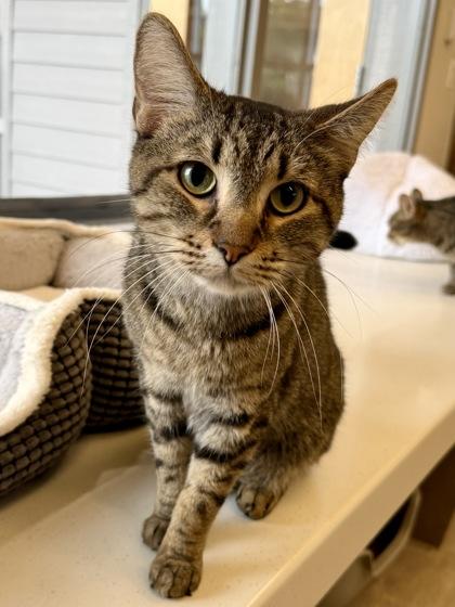 Enlarge Toulouse, a Adoptable Tabby in Downers Grove, IL image 2/3