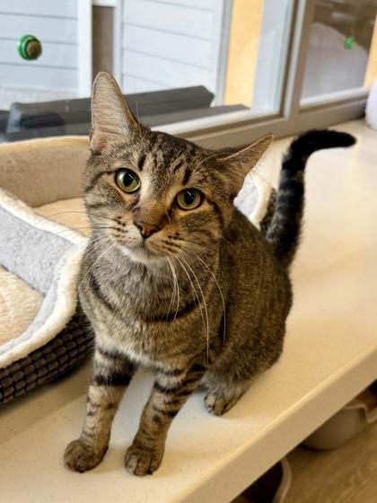 Enlarge Toulouse, a Adoptable Tabby in Downers Grove, IL image 3/3