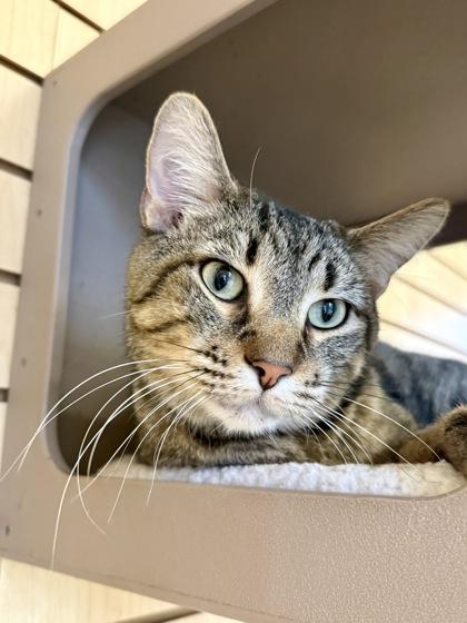 Enlarge Toulouse, a Adoptable Tabby in Downers Grove, IL image 1/3