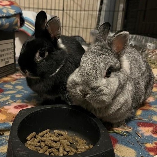 Enlarge Thelma & Louise, a Adoptable Netherland Dwarf in Salt Lake City, UT image 3/3
