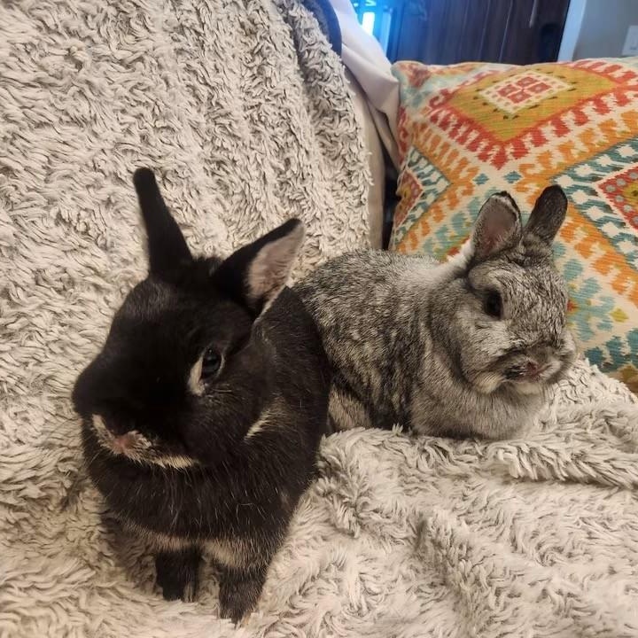 Enlarge Thelma & Louise, a Adoptable Netherland Dwarf in Salt Lake City, UT image 2/3