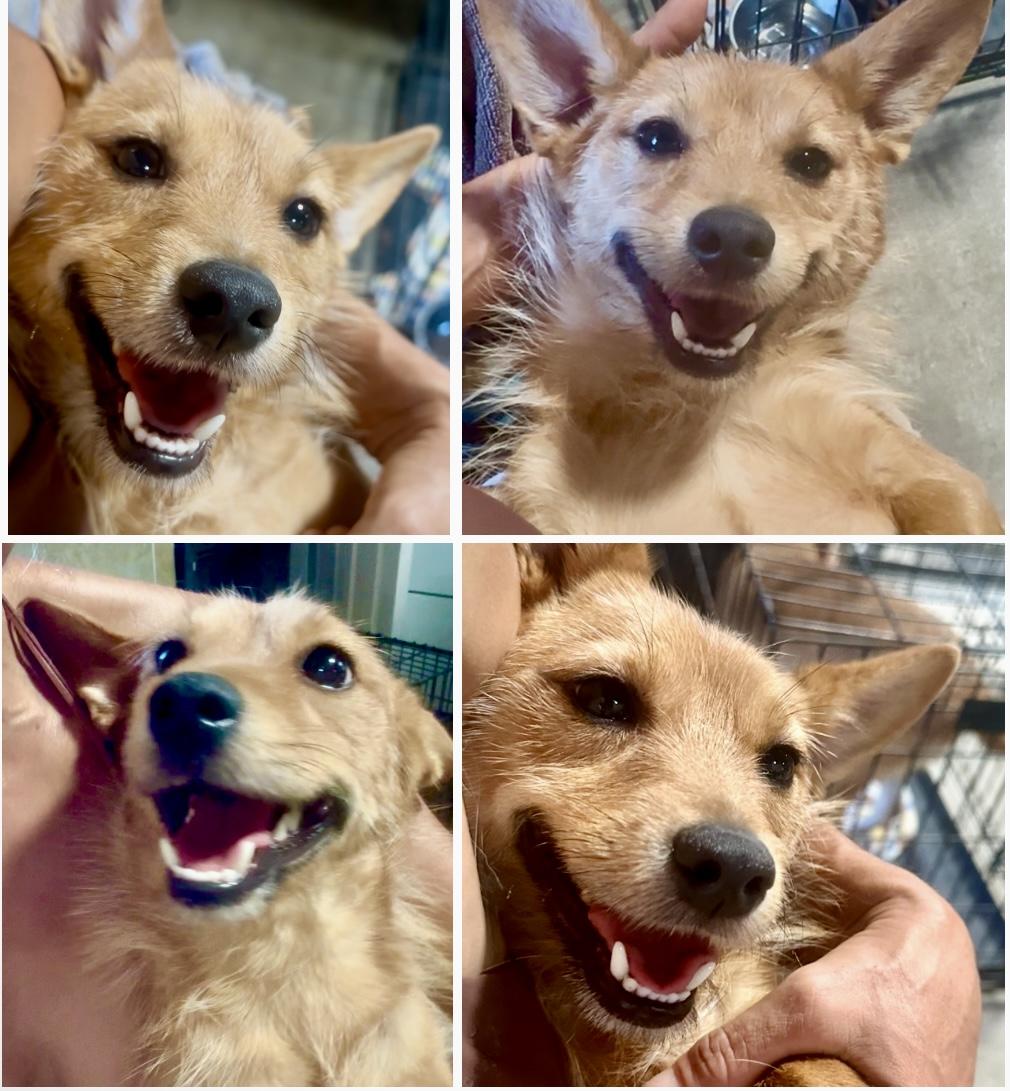 Chapo, a Adopted mixed breed in Manhattan Beach, CA image 2/6