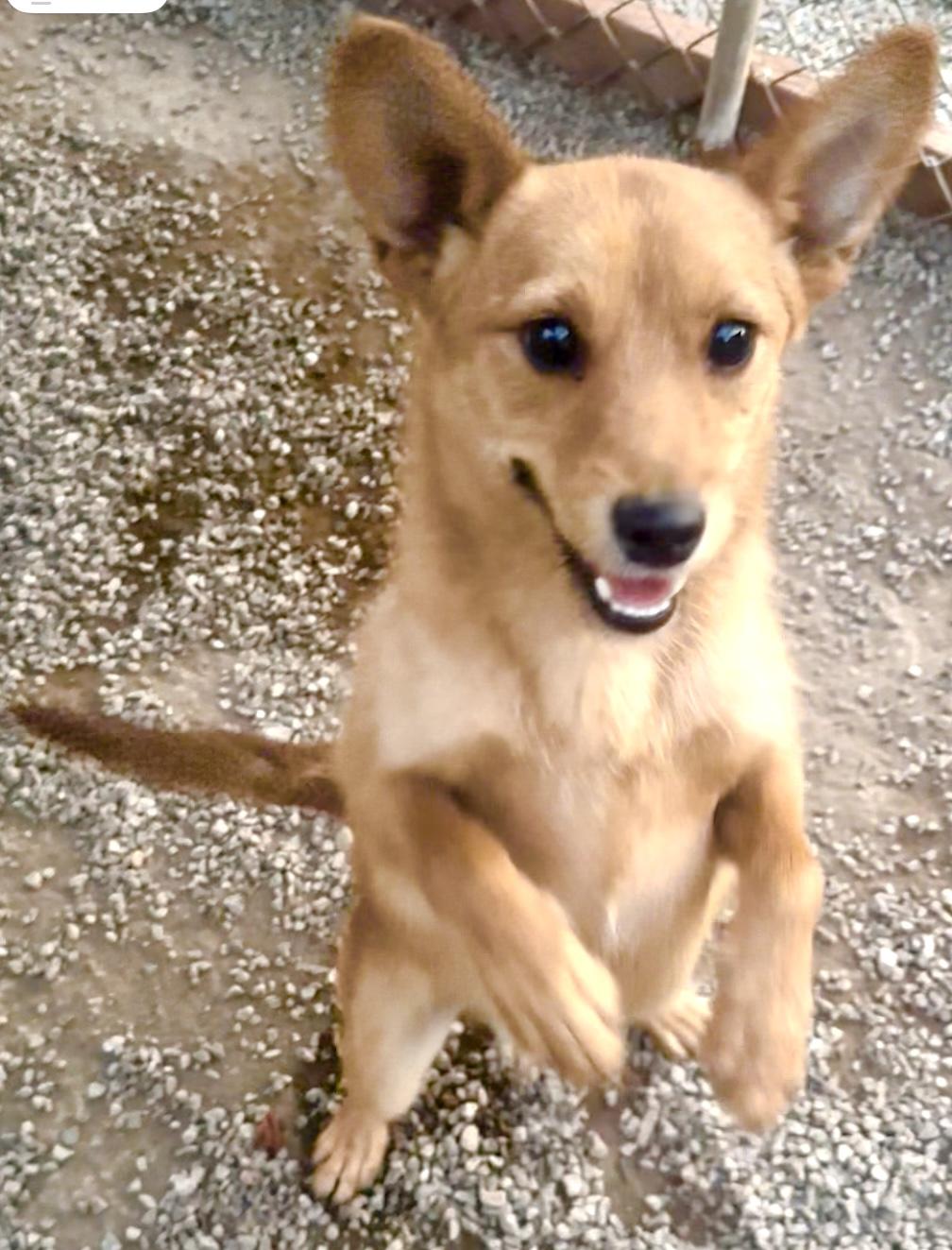 Chapo, a Adopted mixed breed in Manhattan Beach, CA image 4/6