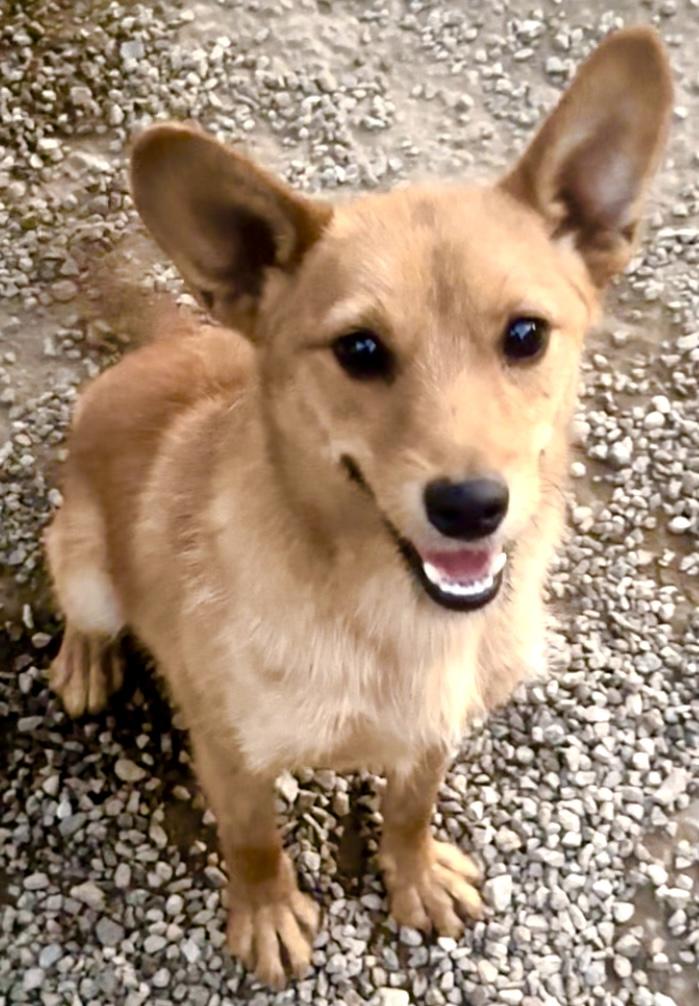 Chapo, Adopted, Young Male Terrier & Corgi.