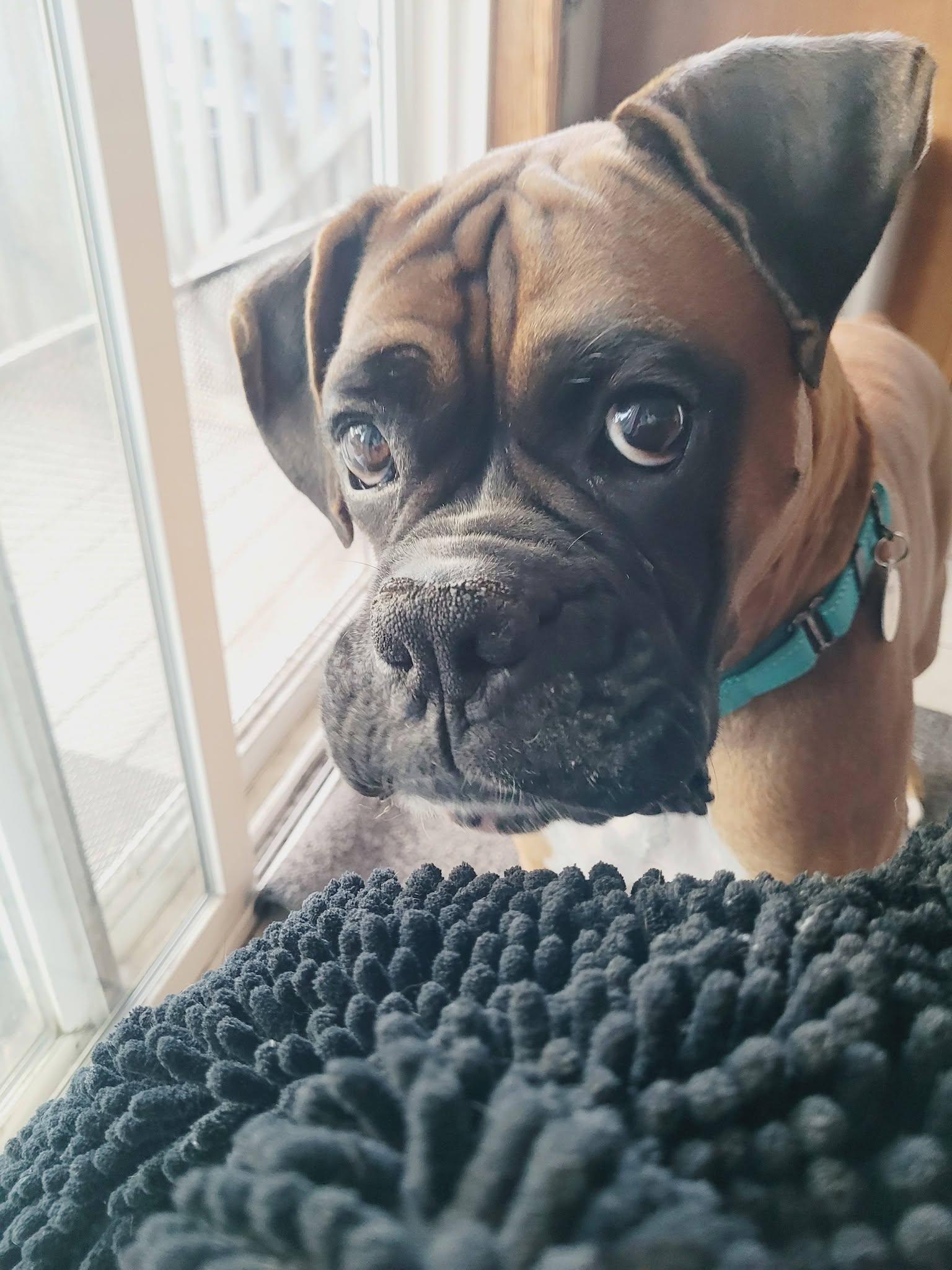 Donnie, Adoptable, Young Male Boxer.