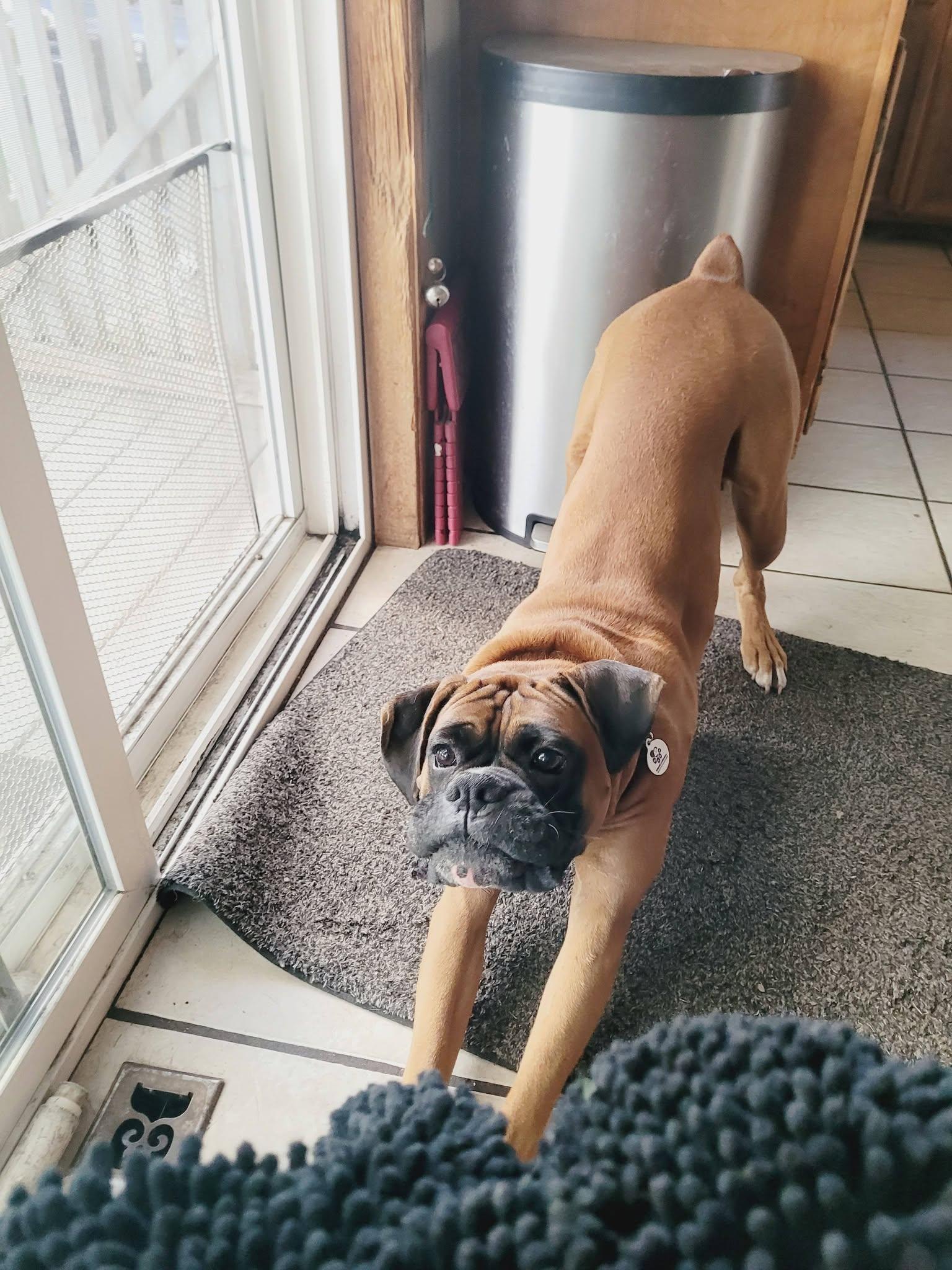 Enlarge Donnie, a Adoptable Boxer in Stanwood, WA image 2/6