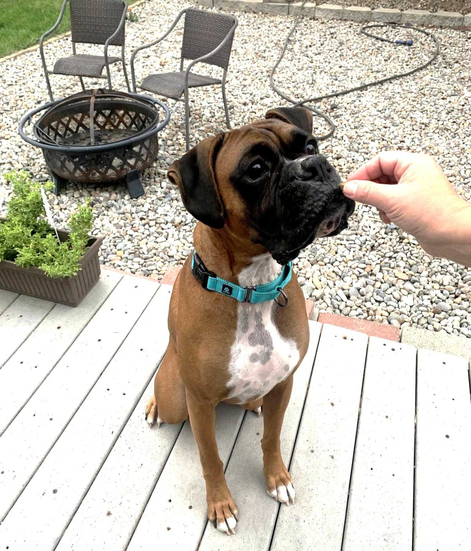 Enlarge Donnie, a Adoptable Boxer in Stanwood, WA image 4/6