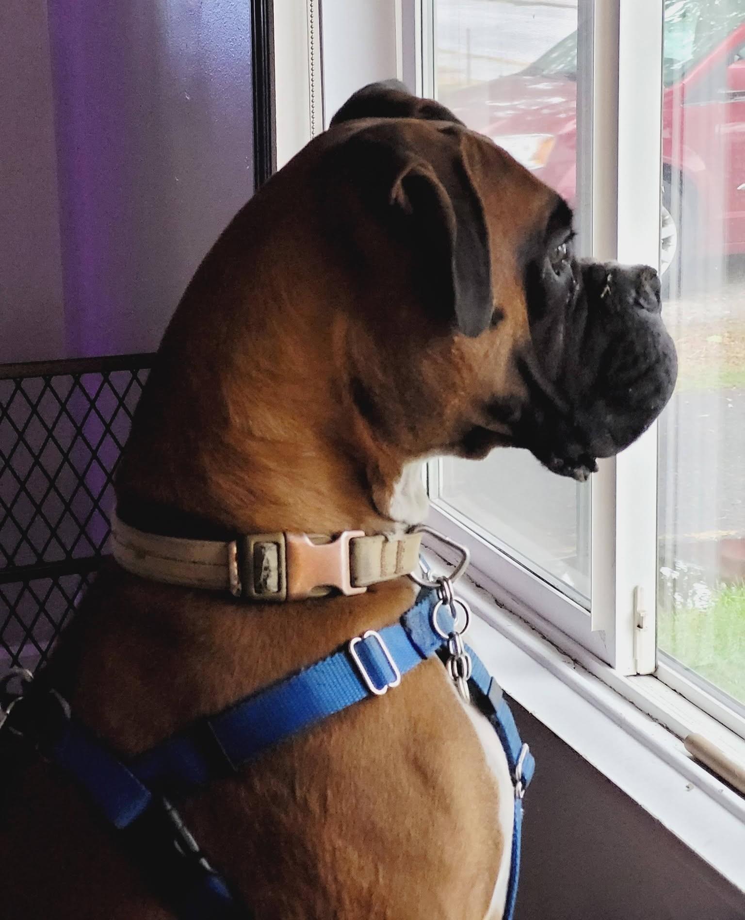 Enlarge Donnie, a Adoptable Boxer in Stanwood, WA image 5/6