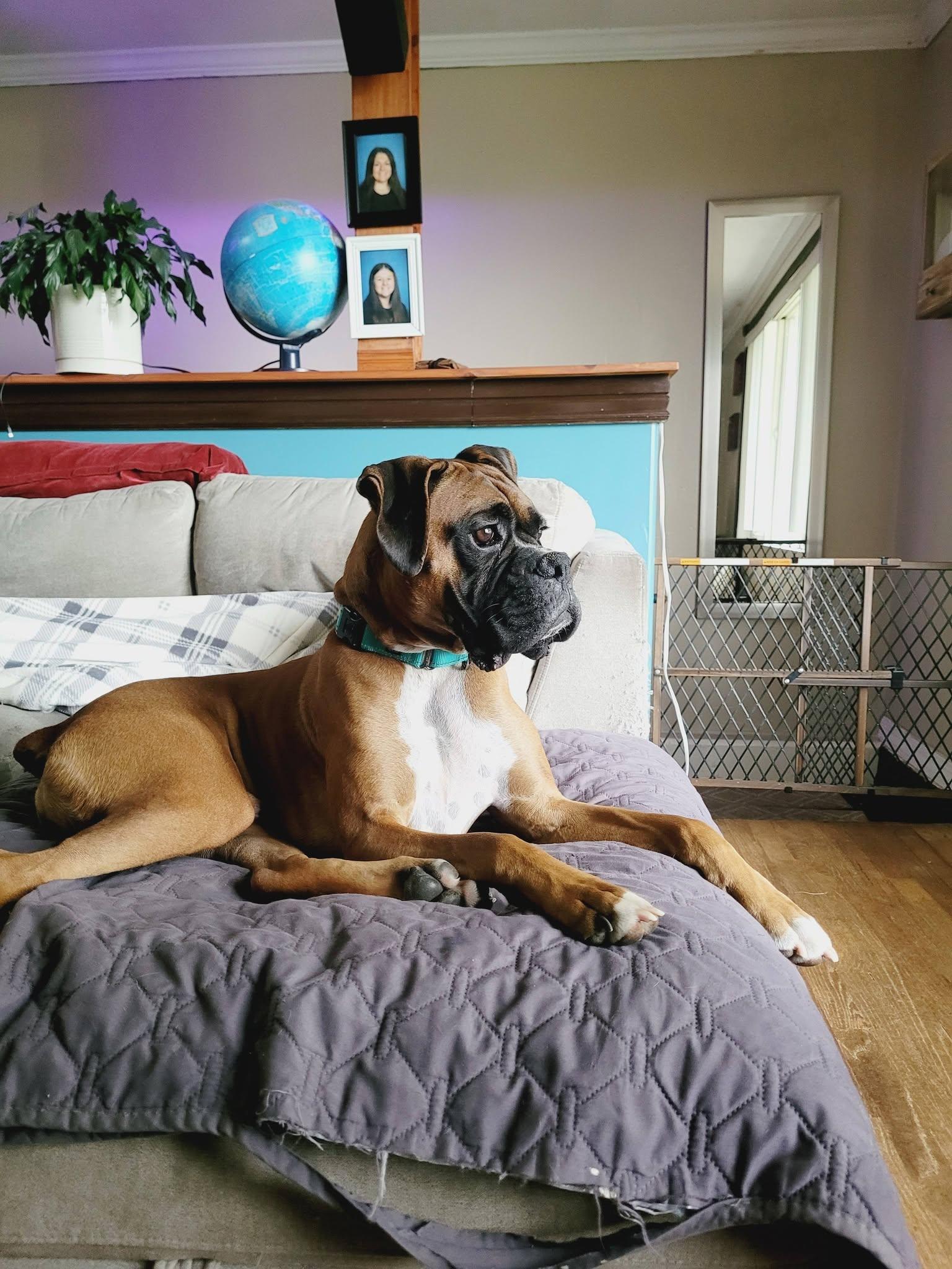 Enlarge Donnie, a Adoptable Boxer in Stanwood, WA image 6/6