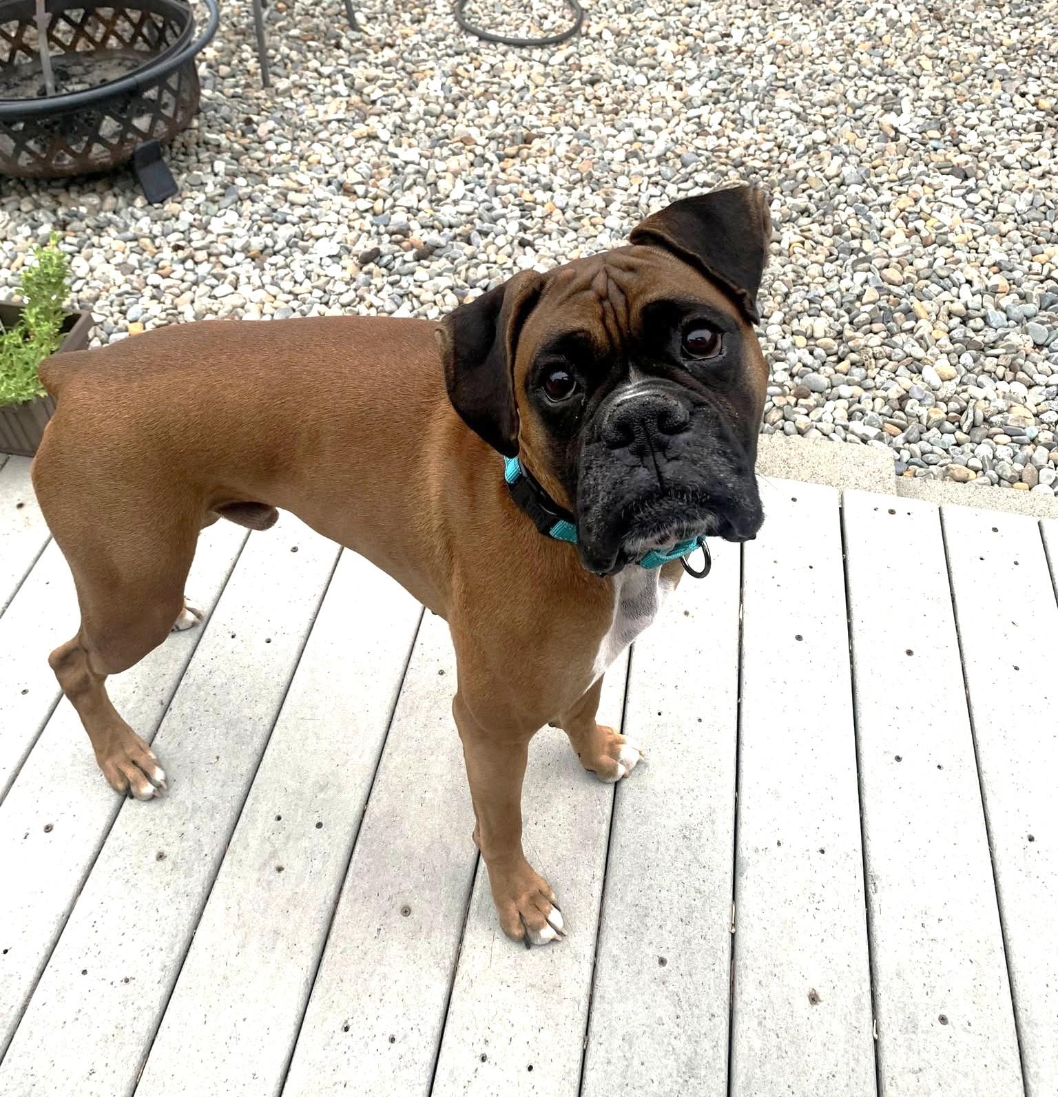 Enlarge Donnie, a Adoptable Boxer in Stanwood, WA image 3/6