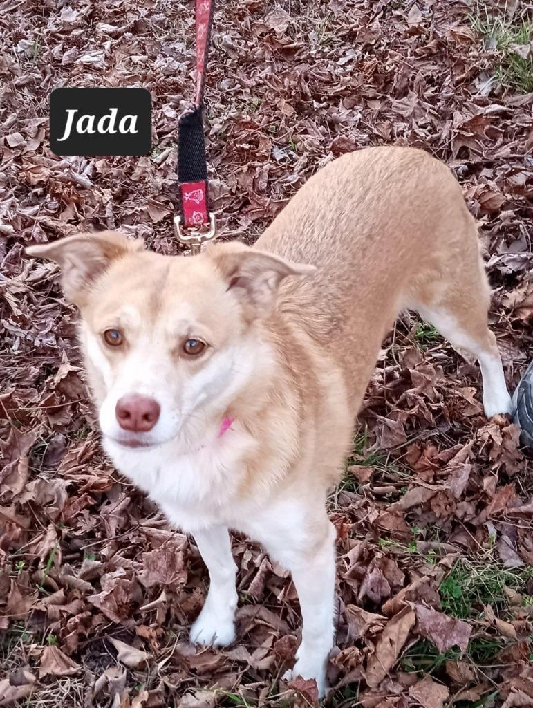 Jada, Adoptable, Adult Female Terrier & Husky.