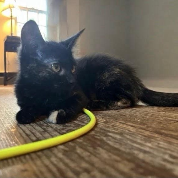 Xalia, ADOPTABLE, Kitten Female Domestic Short Hair.
