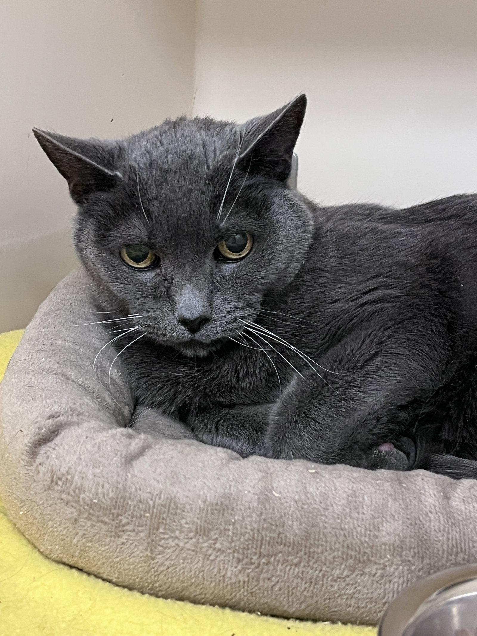 Enlarge Kirby RM, a Adopted Domestic Short Hair in Rockaway, NJ image 1/3