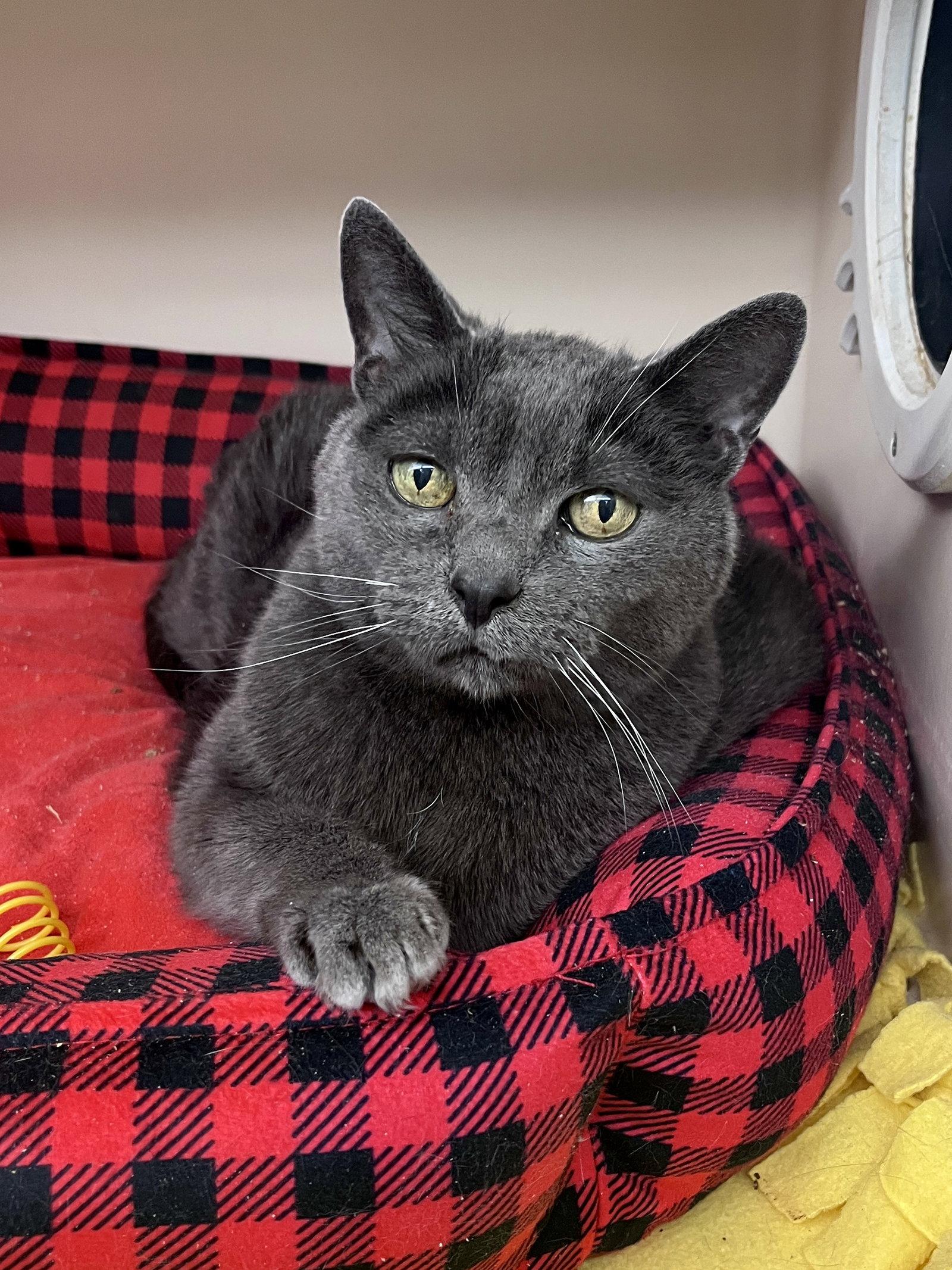 Enlarge Kirby RM, a Adopted Domestic Short Hair in Rockaway, NJ image 2/3
