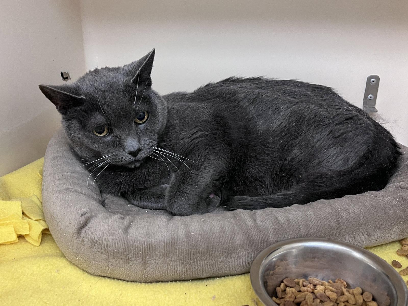 Enlarge Kirby RM, a Adopted Domestic Short Hair in Rockaway, NJ image 3/3