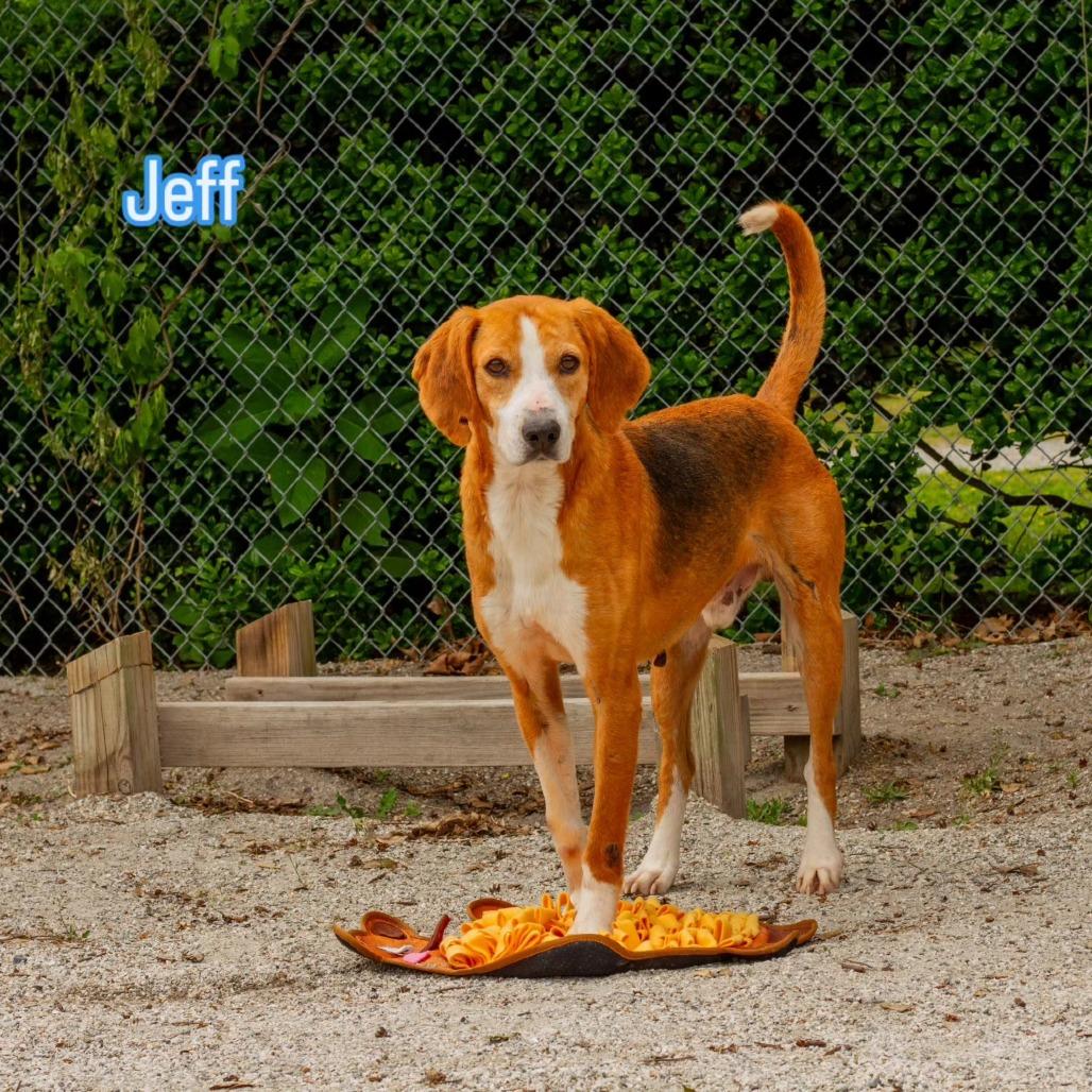Jeff (CB3), Adoptable, Adult Male Hound.