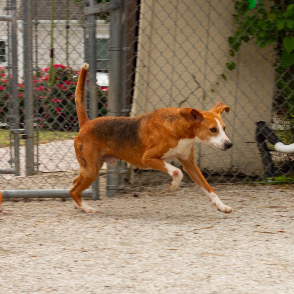 Jeff (CB3), a Adoptable Hound in Windsor, VA image 2/4