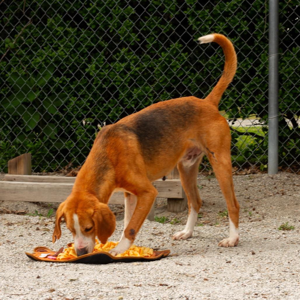 Jeff (CB3), a Adoptable Hound in Windsor, VA image 3/4