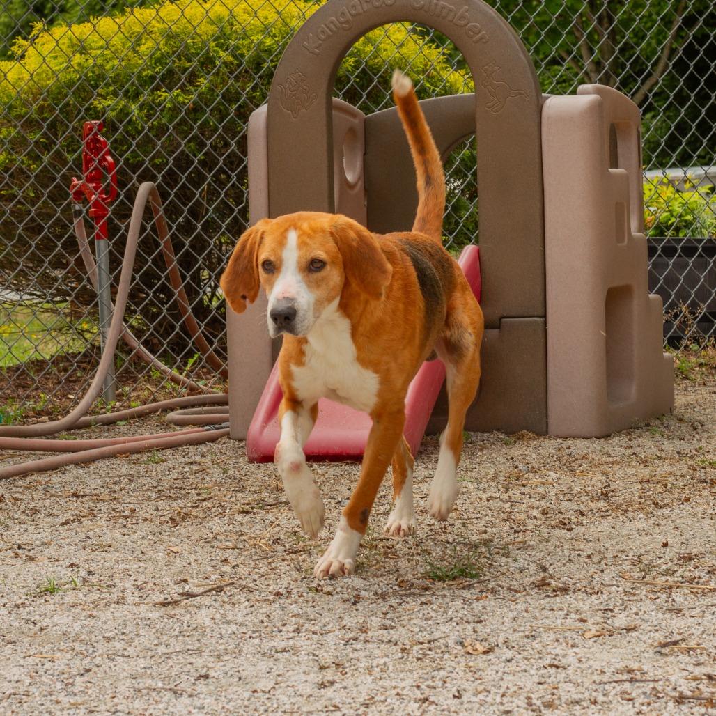 Jeff (CB3), a Adoptable Hound in Windsor, VA image 4/4