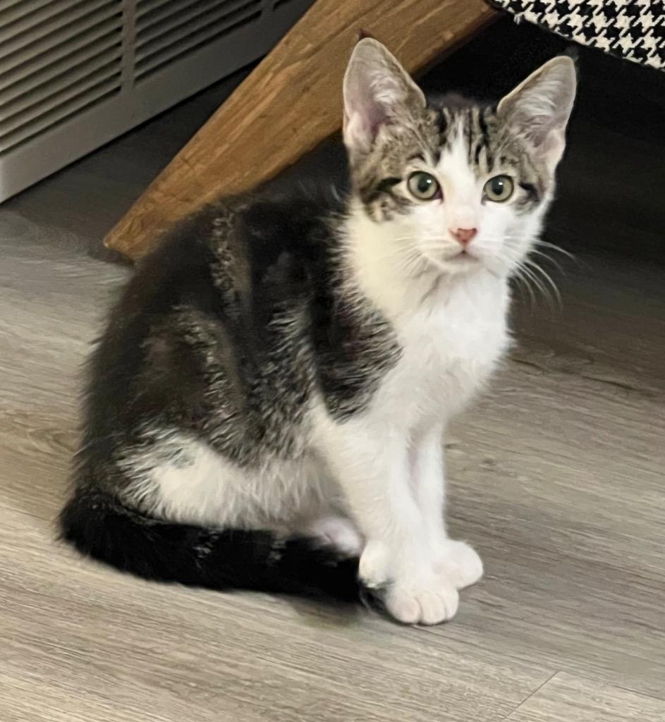 Funfetti, Adoptable, Kitten Female Domestic Short Hair.